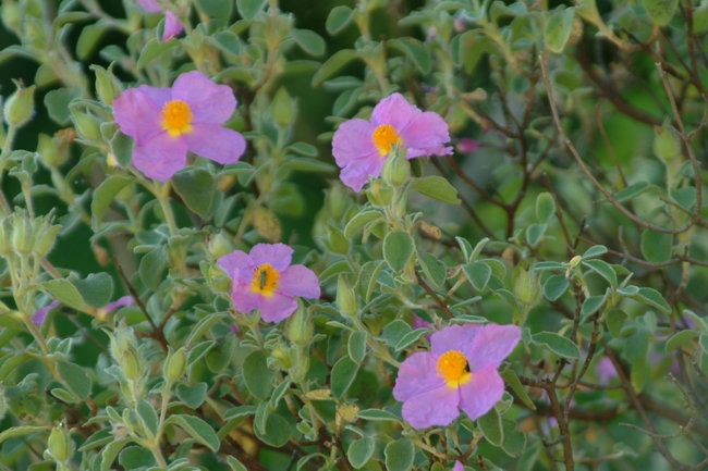 Cistus creticus subsp. erocephalus (=Cistus incanus) / Cisto rosso